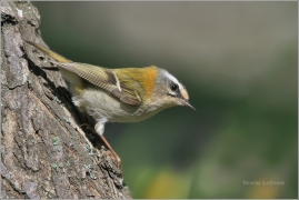 <p>KRÁLÍČEK OHNIVÝ (Regulus ignicapillus) /Firecrest - Sommergoldhähnchen/</p>
